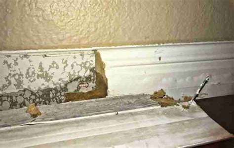 water leaking from baseboard|Water leaked under baseboard (under window) during storm